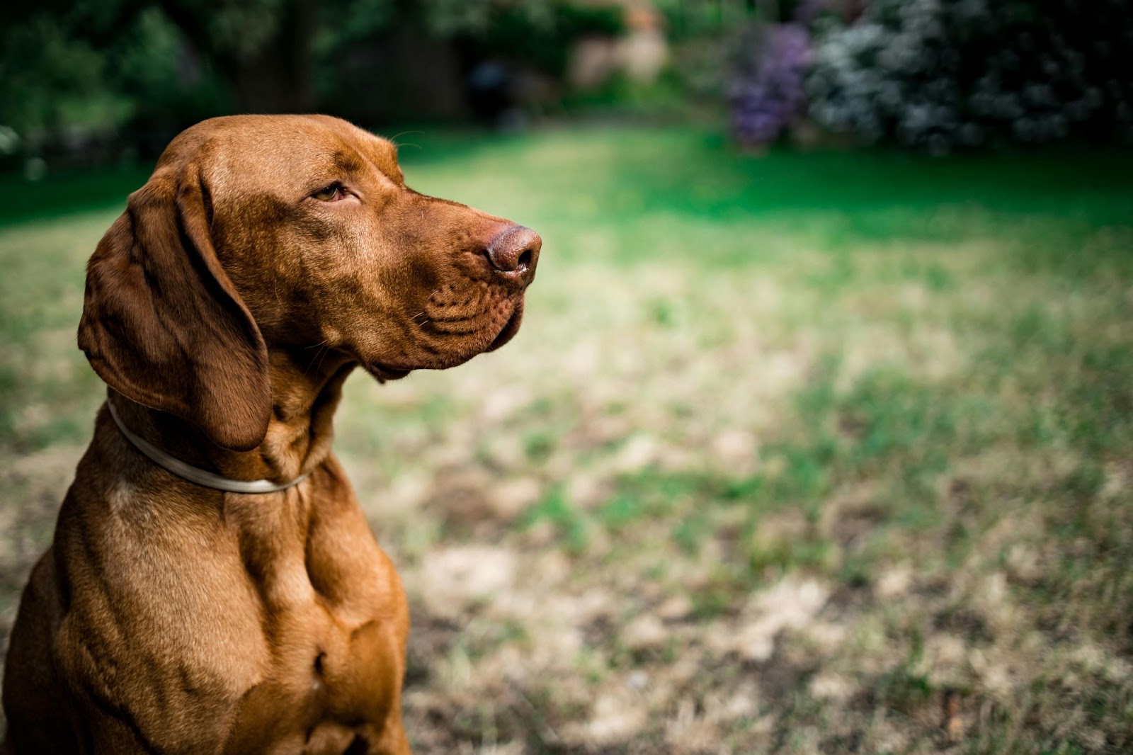 fox red dog sitting on grass outside