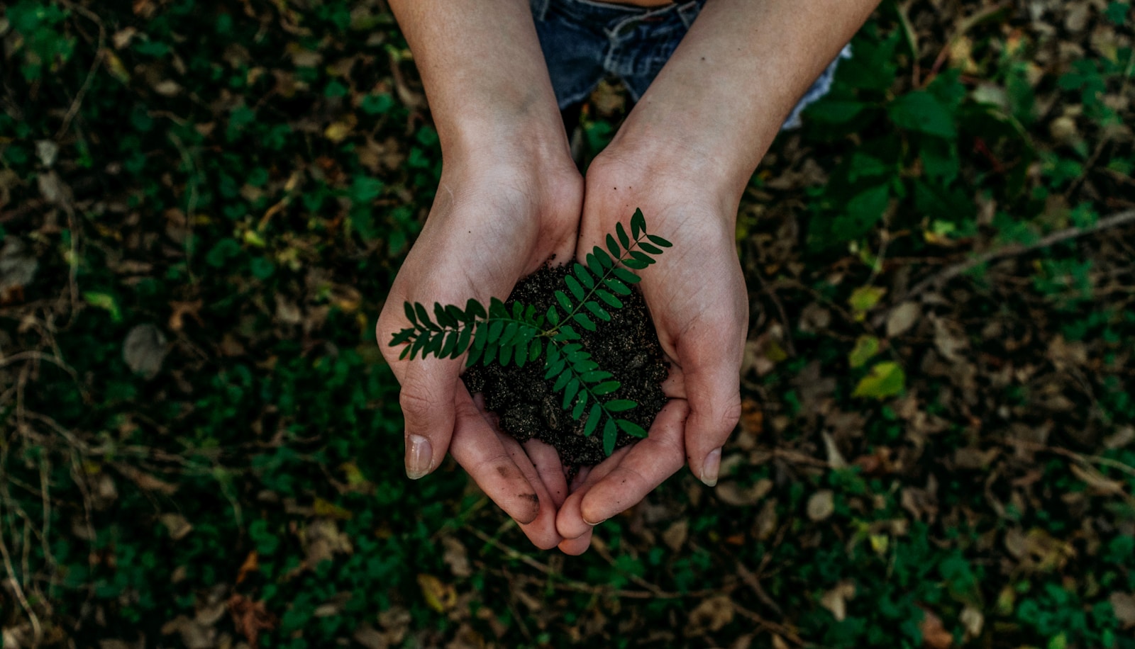 green plant in soil in person's hands, from above