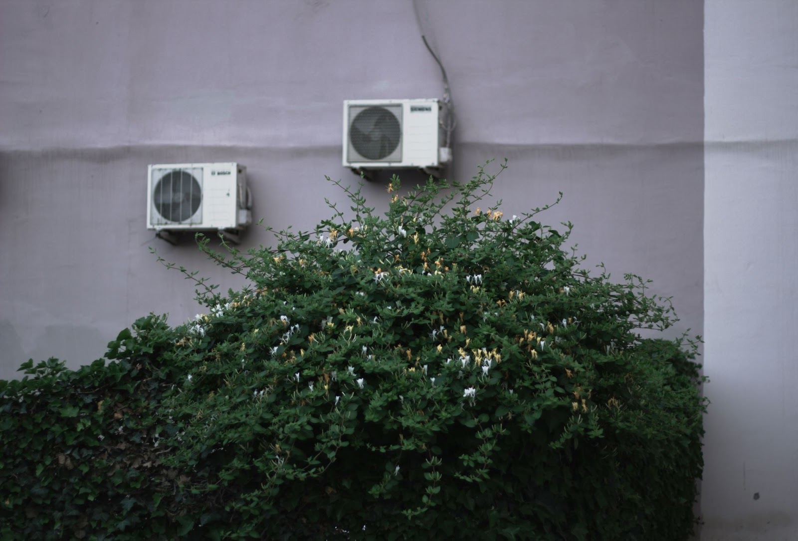 two air conditioner units on grey outside wall with big green bush in front of them