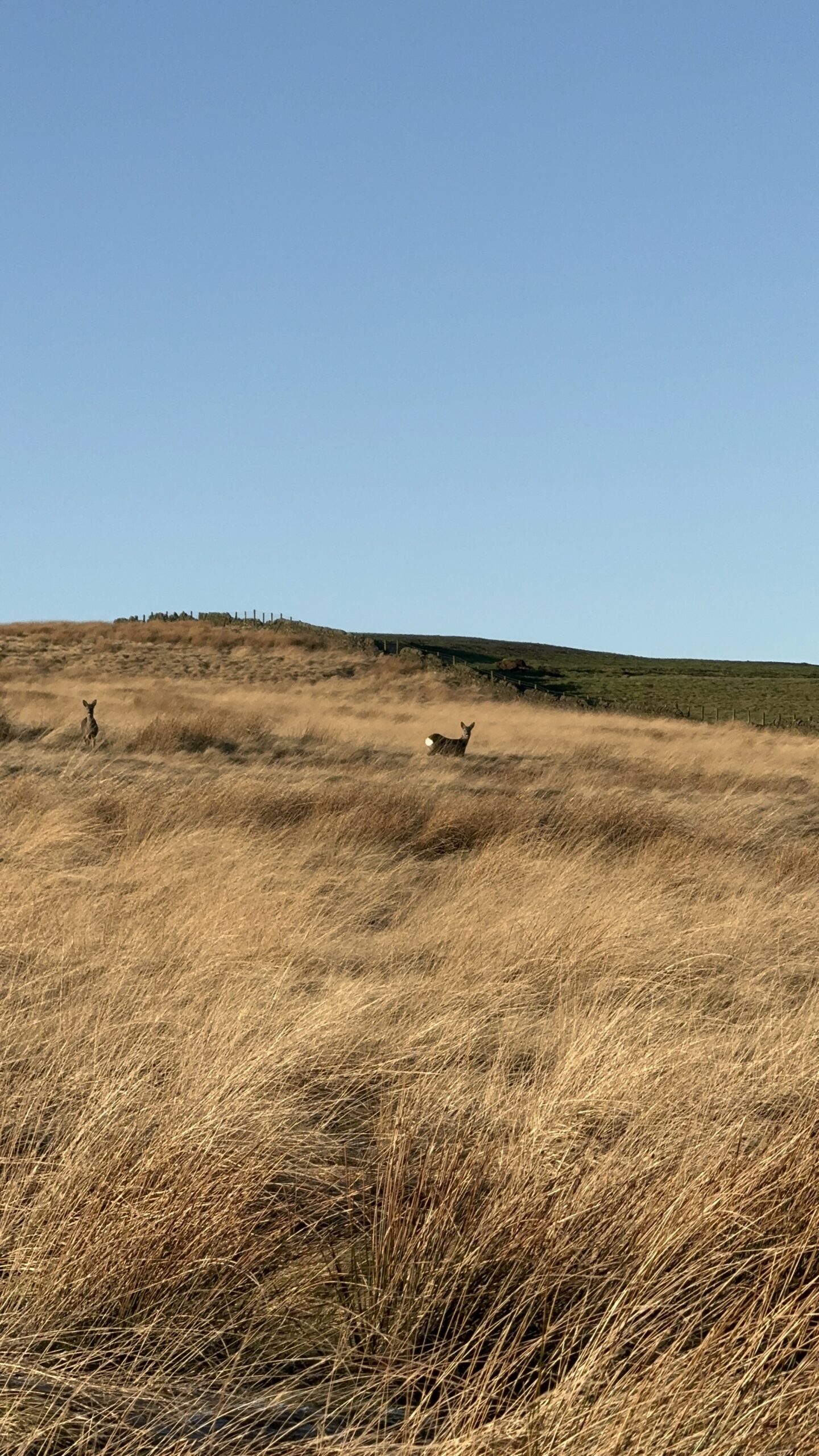 deer in the distance amongst brown long grass in the countryside, with blue sky
