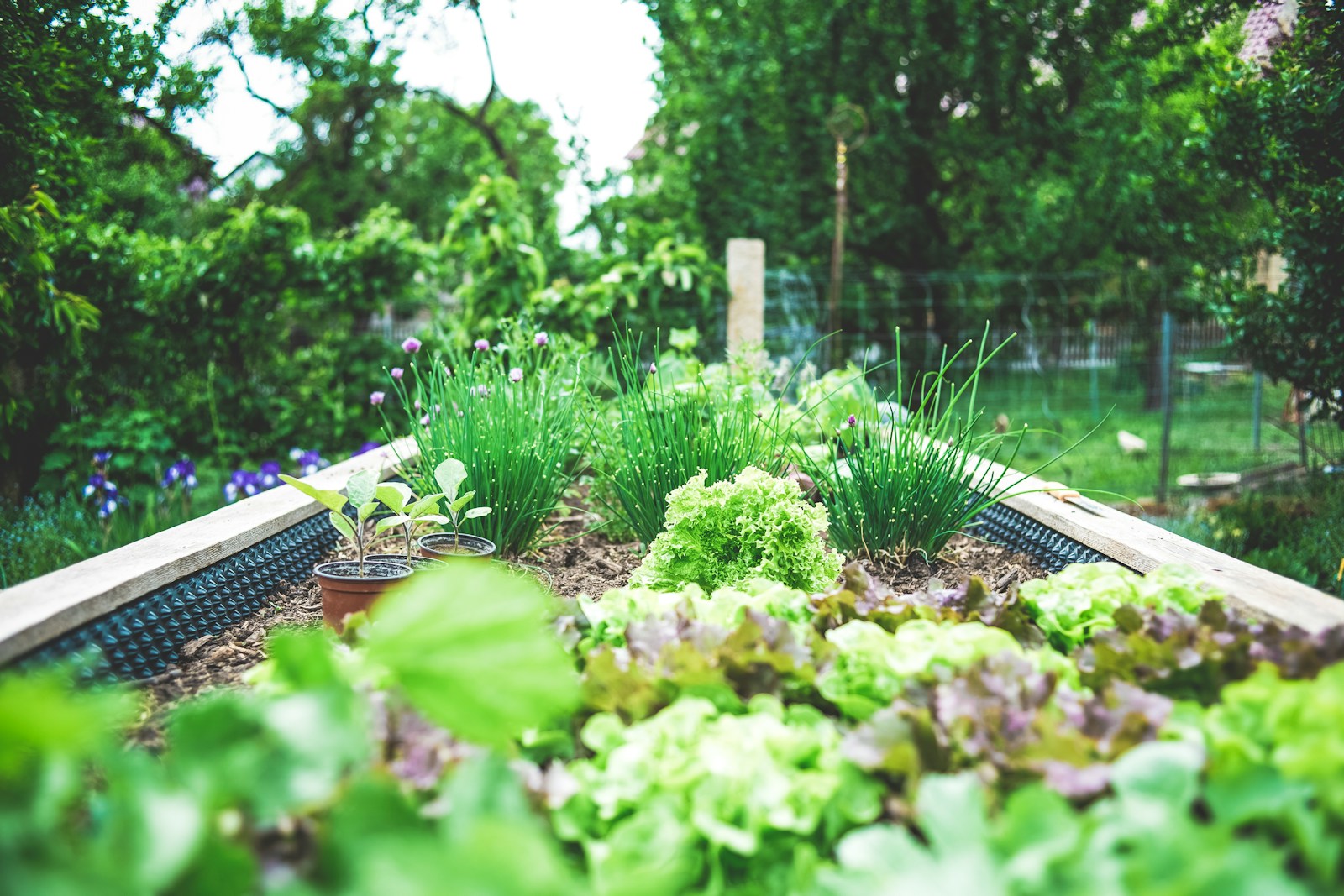green plants in raised bed in garden
