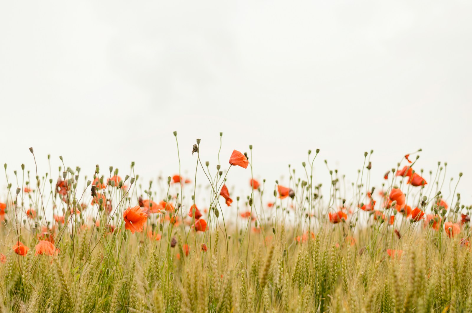 red poppies in long grass