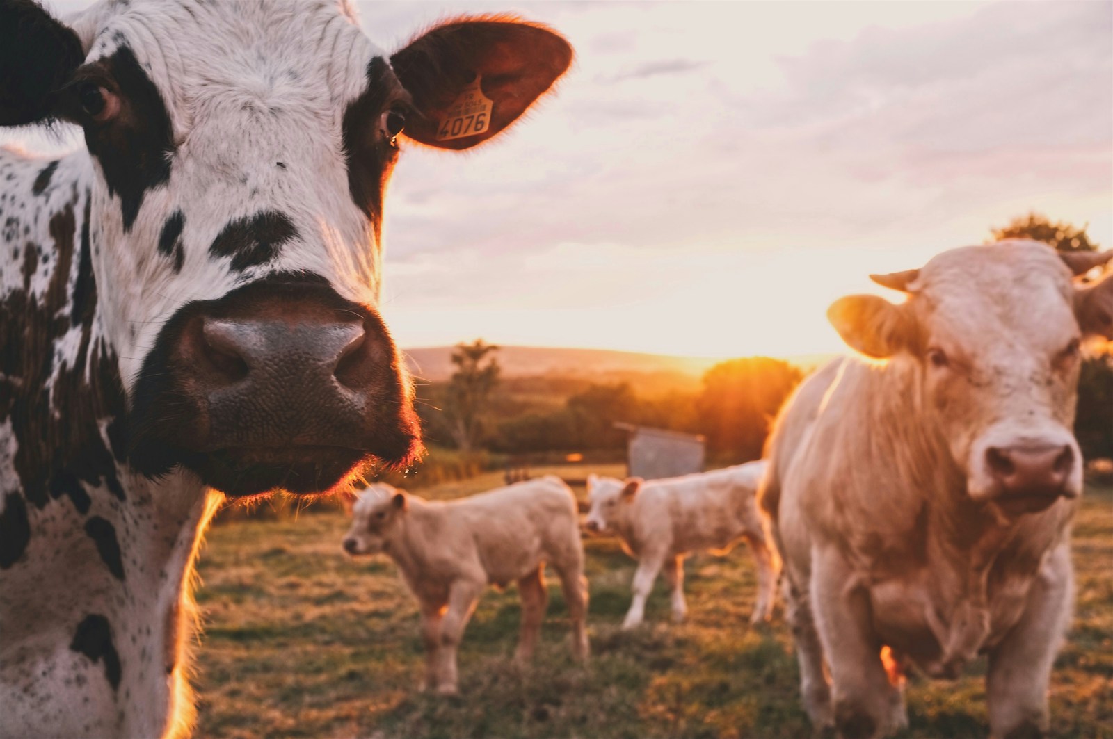 a herd of cows standing on top of a lush green field at sunset