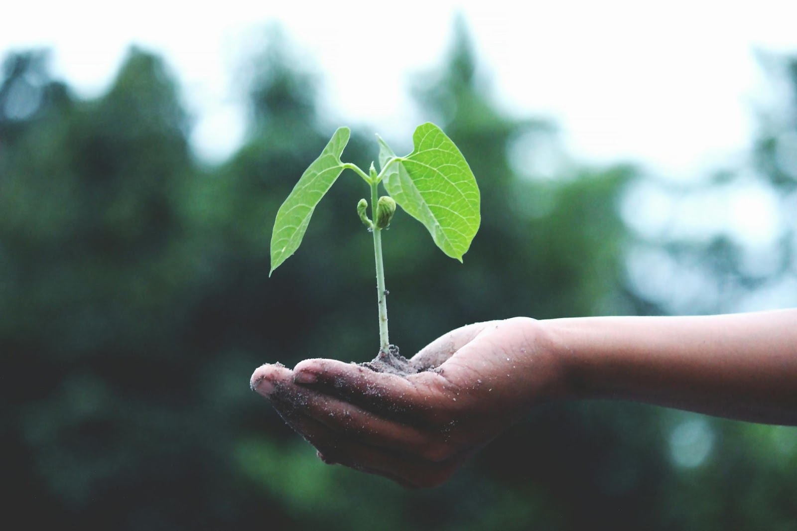 hand holding green plant in soil