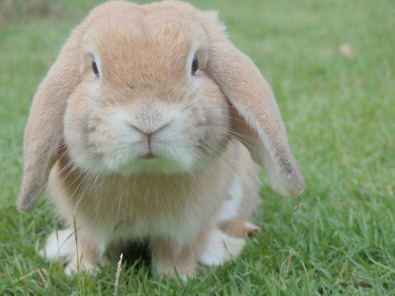 brown rabbit on green grass facing camera