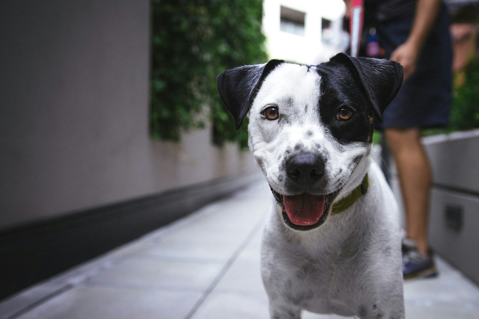 white and black dog at daytime outside