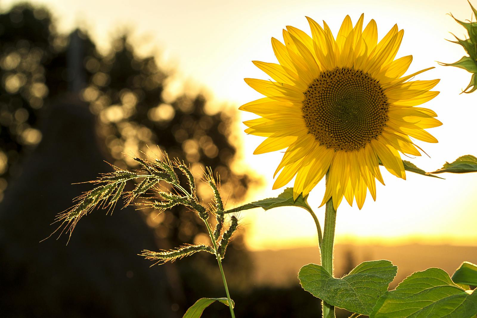 large sunflower in sunlight