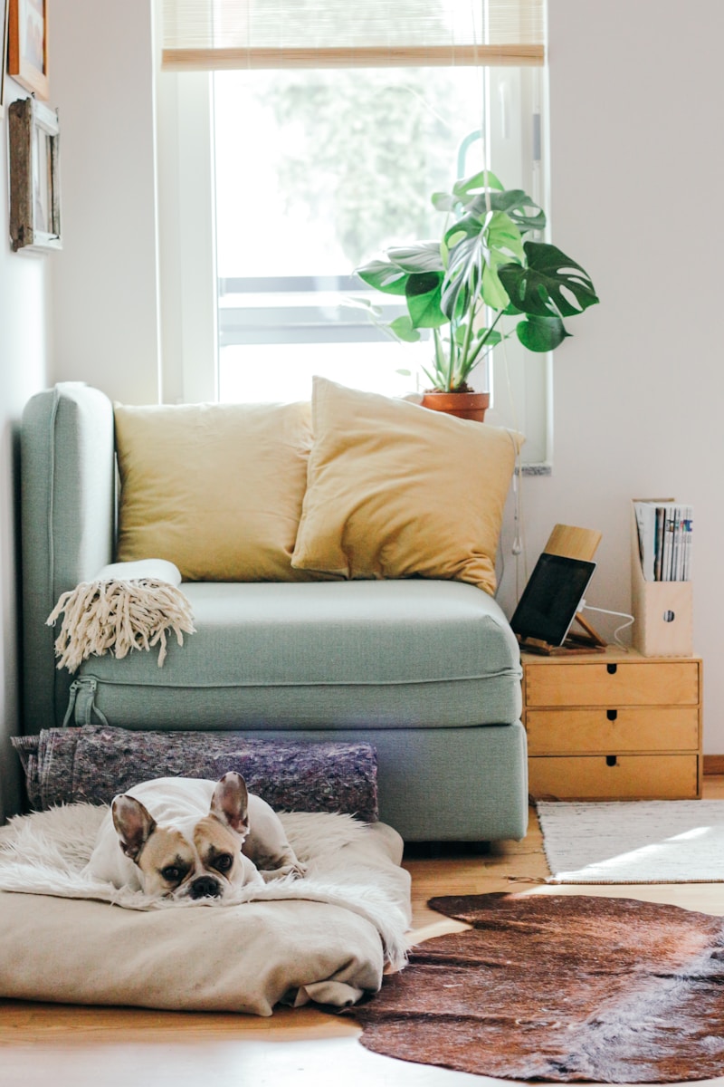 white french bulldog lying on bed on lounge floor