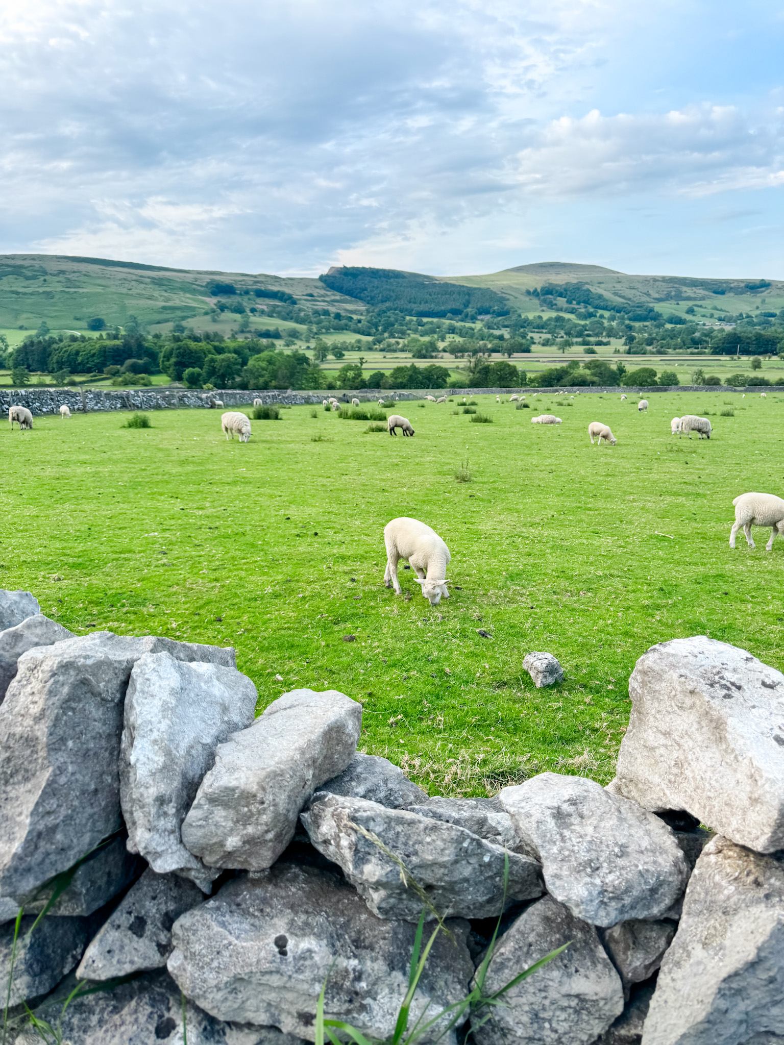 sheep and lambs in green field with rolling hills in the background