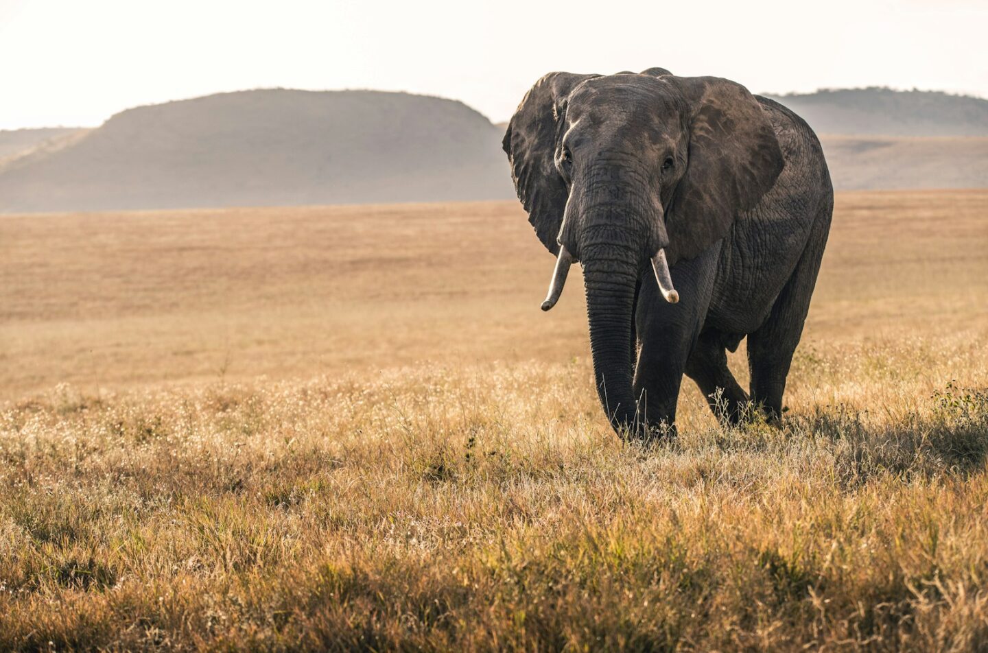 elephant on brown grass during daytime