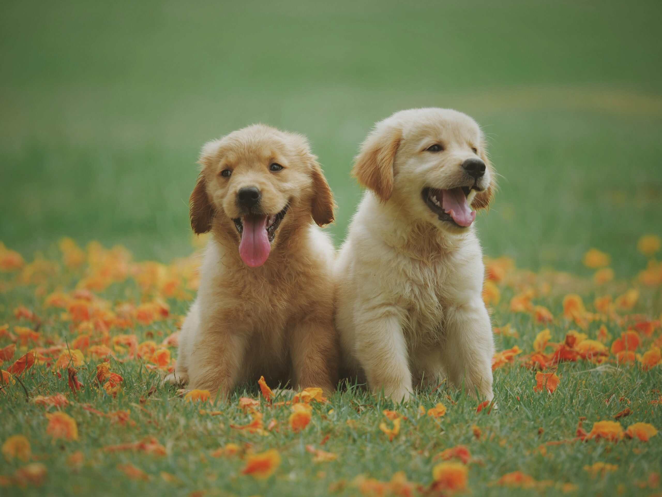 two golden retriever puppies on grass surrounded by orange flowers