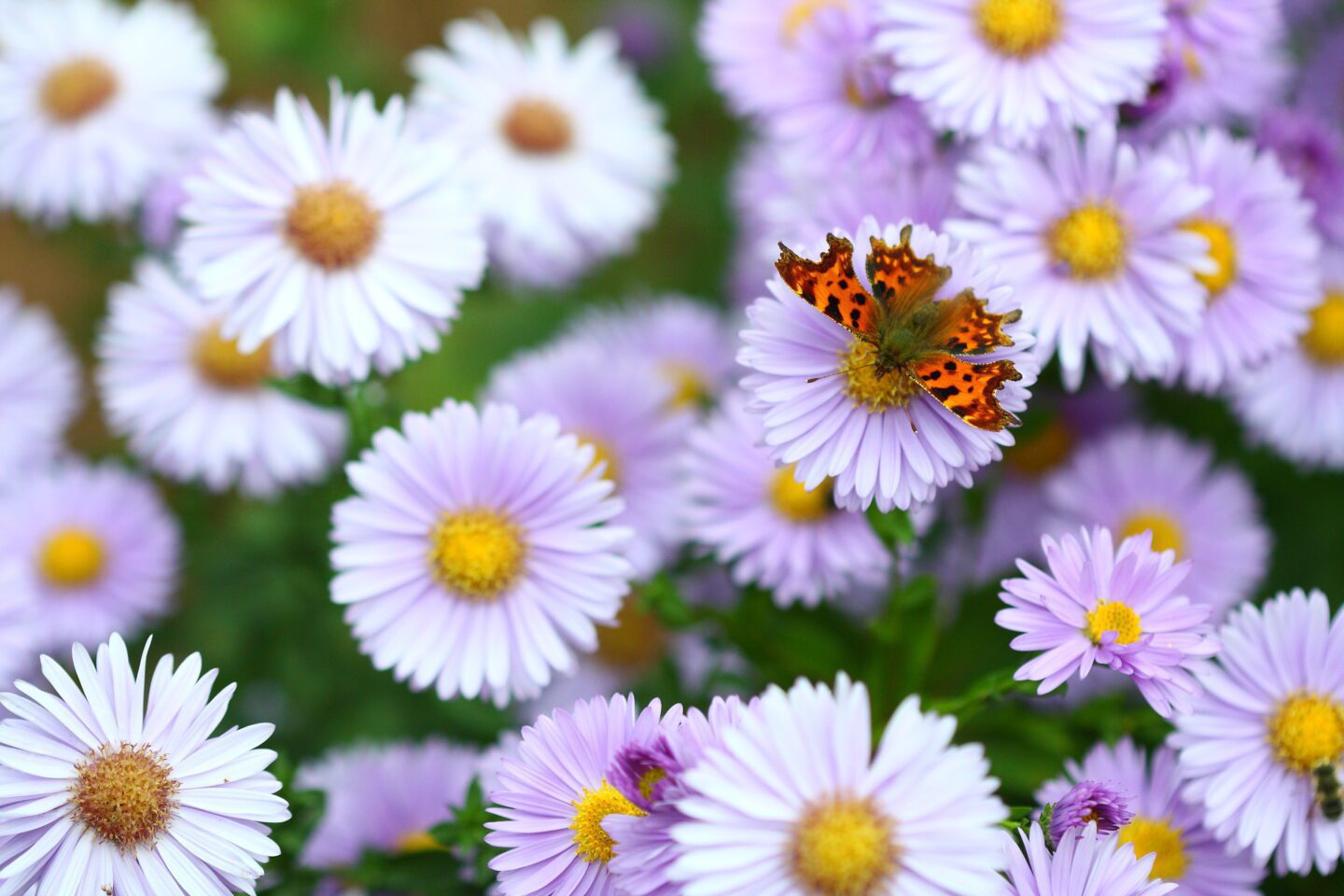 red admiral butterfly on pink and yellow flowers
