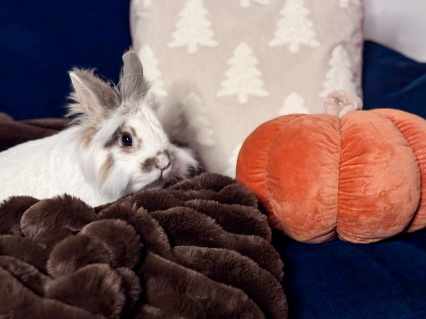 rabbit next to cushions on sofa