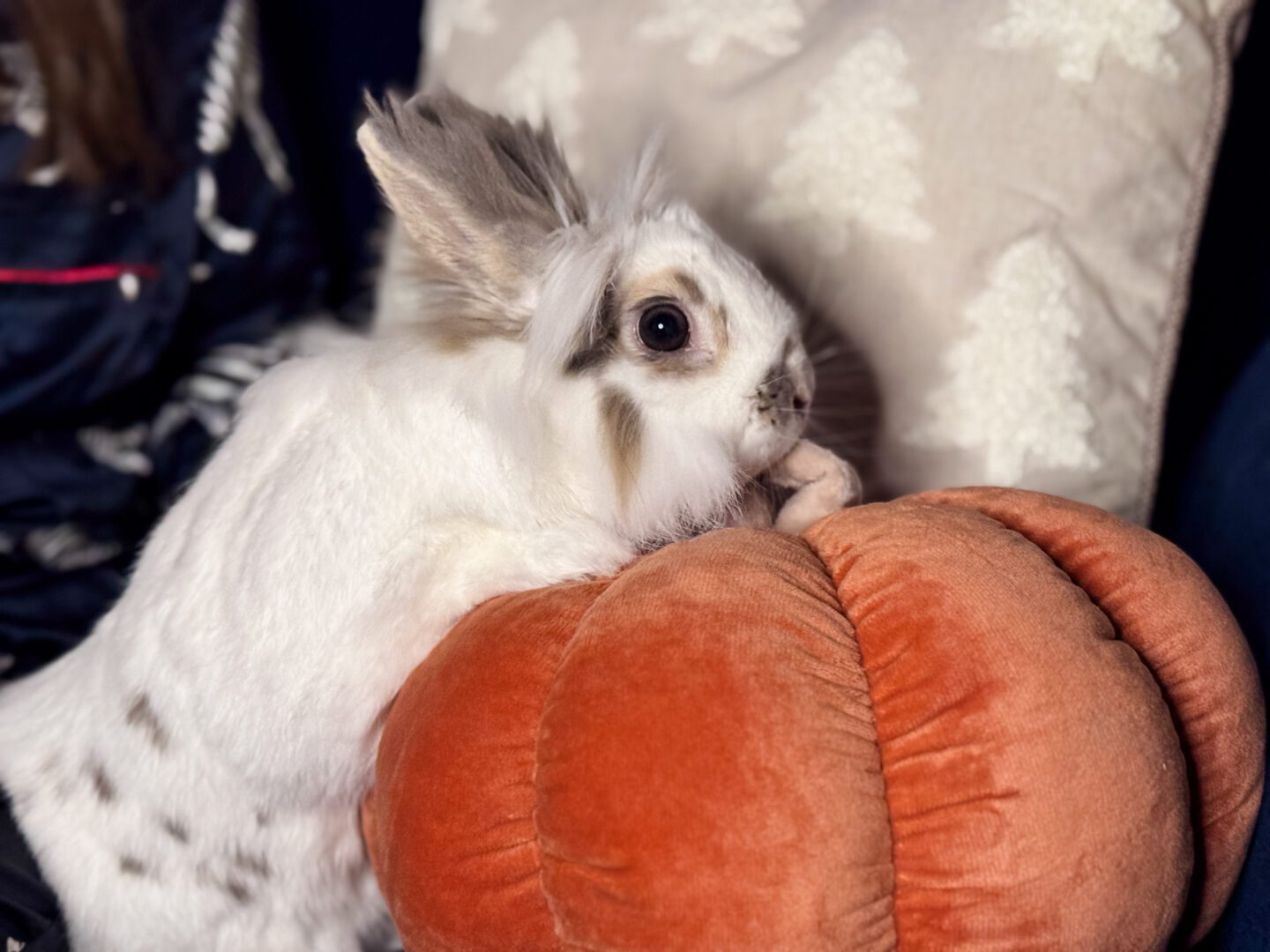 white rabbit climbing on orange pumpkin cushion