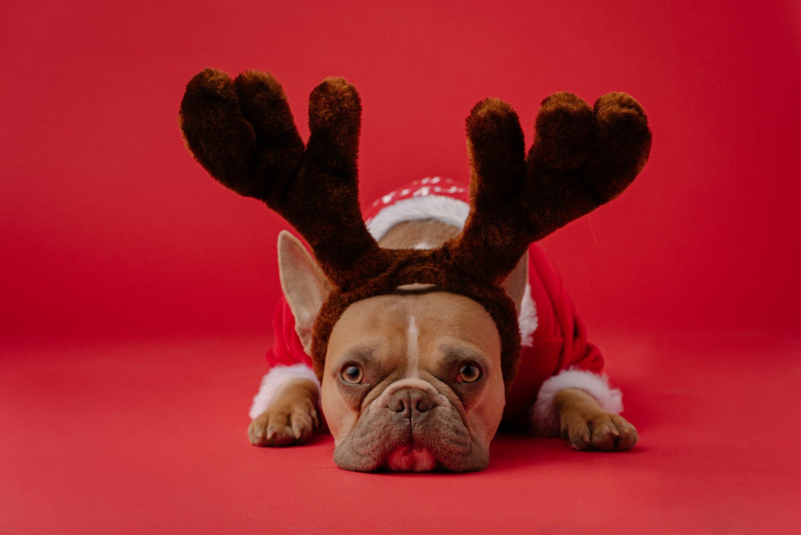 french bulldog lying down on red background, wearing pretend reindeer antlers and a Christmas jumper
