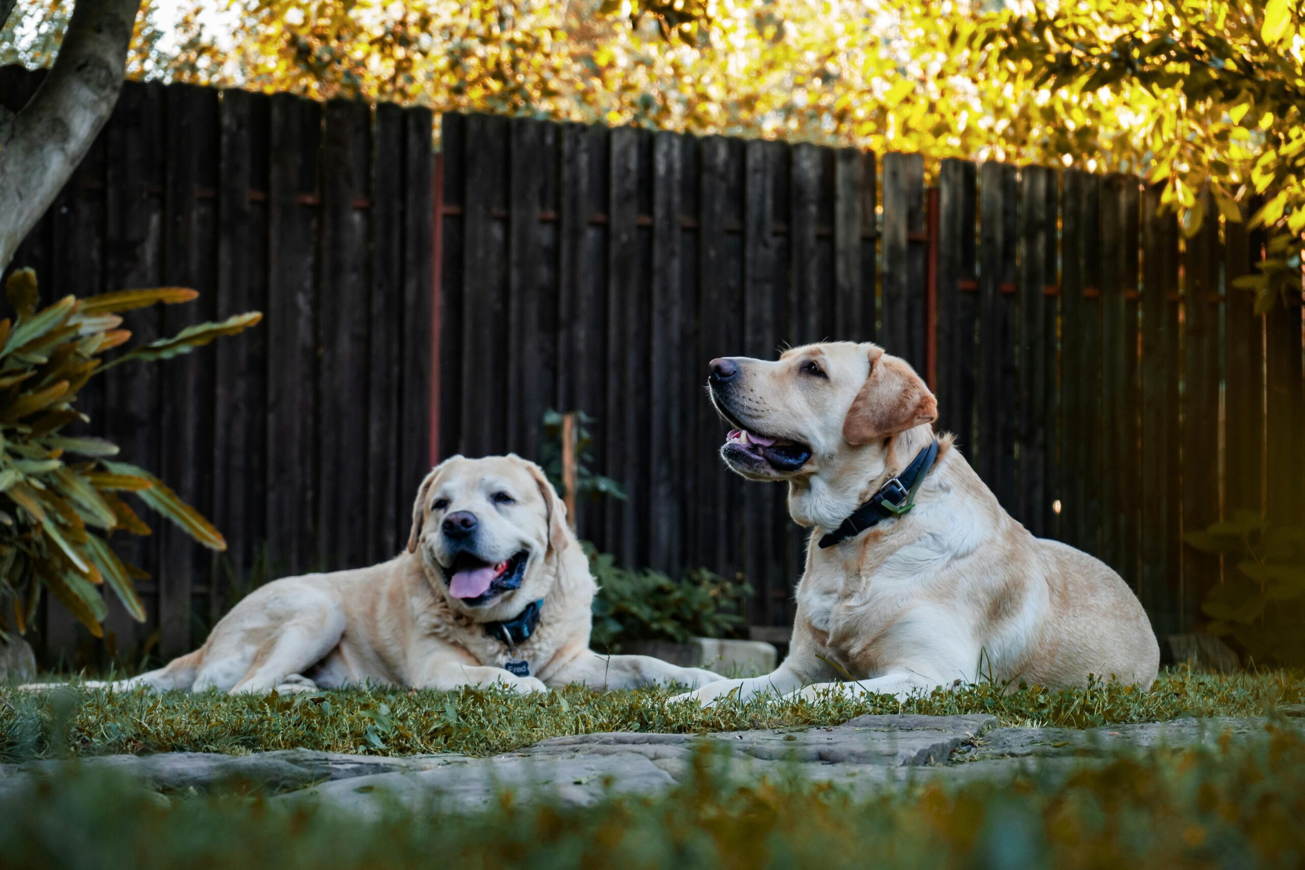 two yellow labrador-type dogs on grass in garden