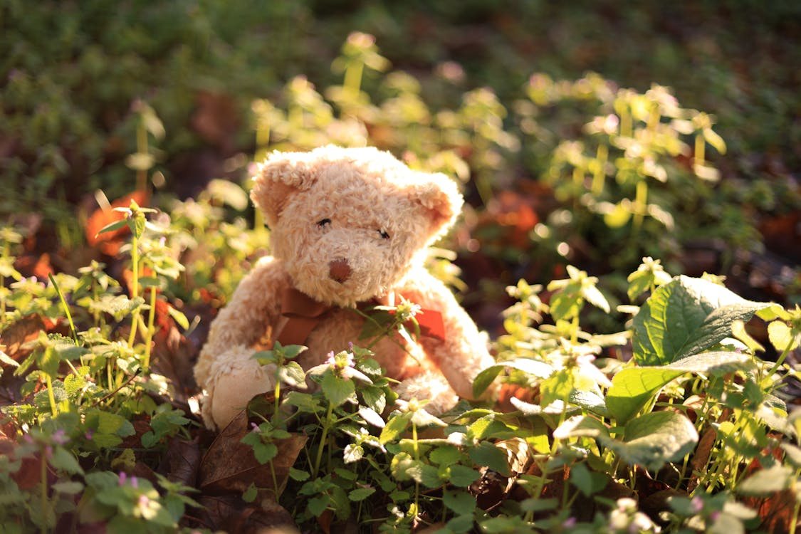 teddy bear sitting amongst plants in garden