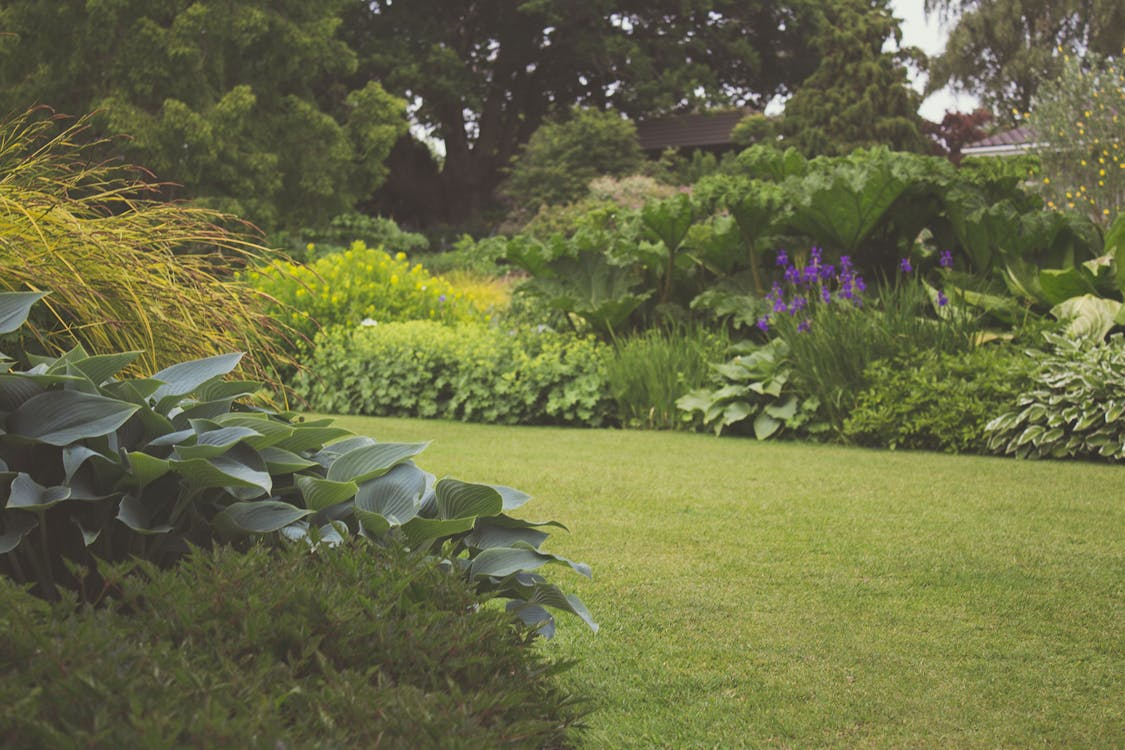 garden with green grass and borders filled with plants