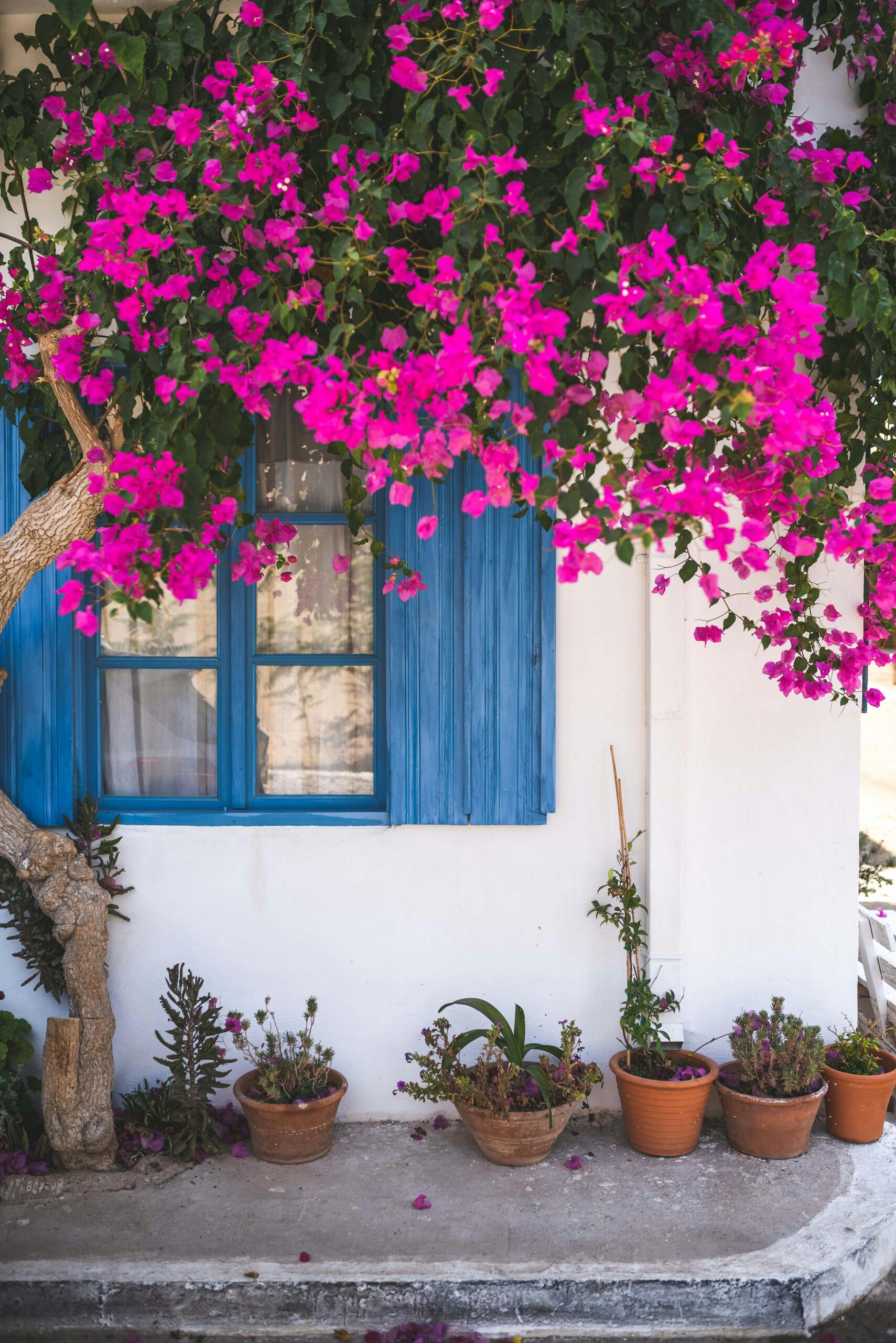 pink flowers on white house with blue shutters