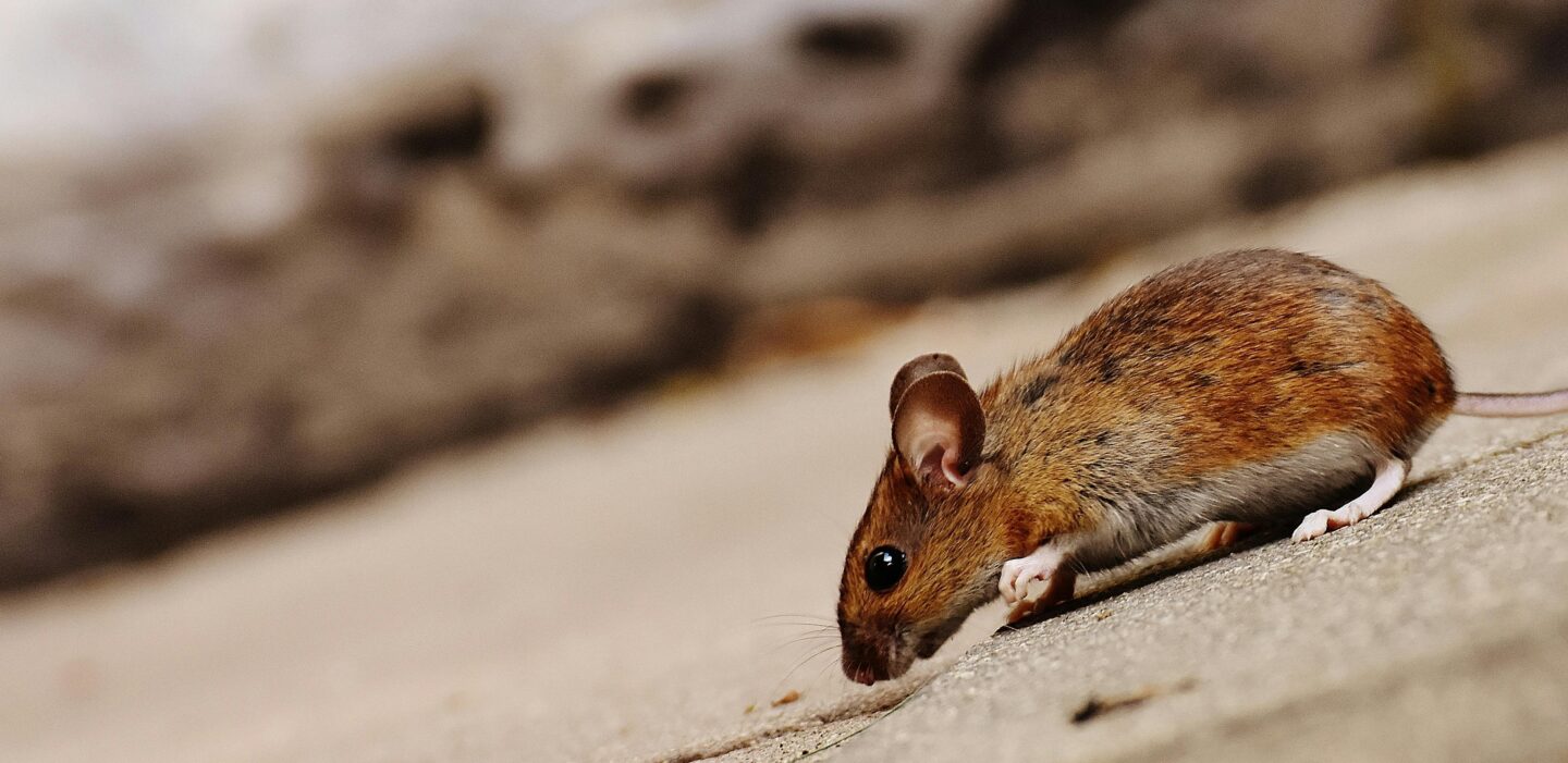 little brown mouse outside