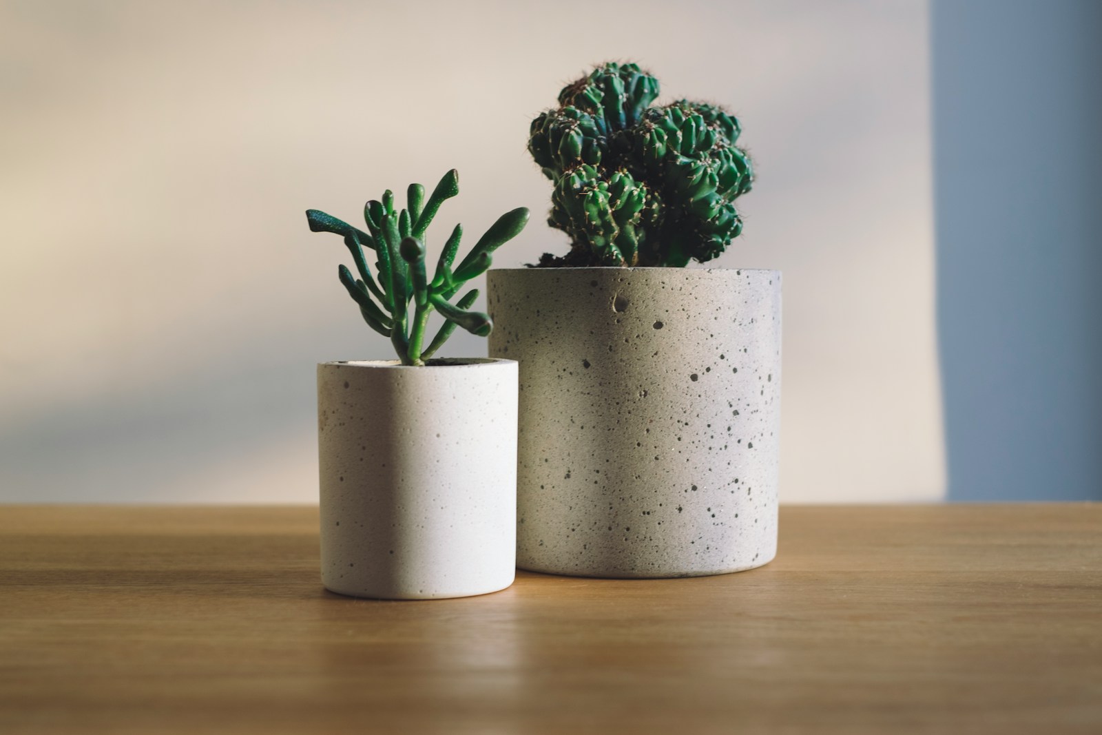 shallow focus photography of two potted plants