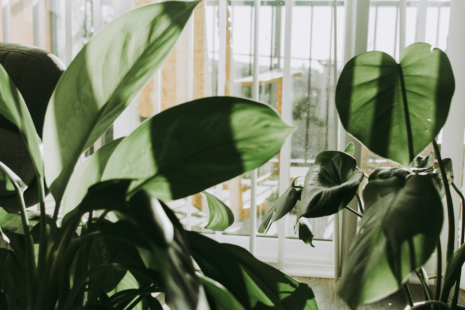 green plants with big leaves near white window blinds