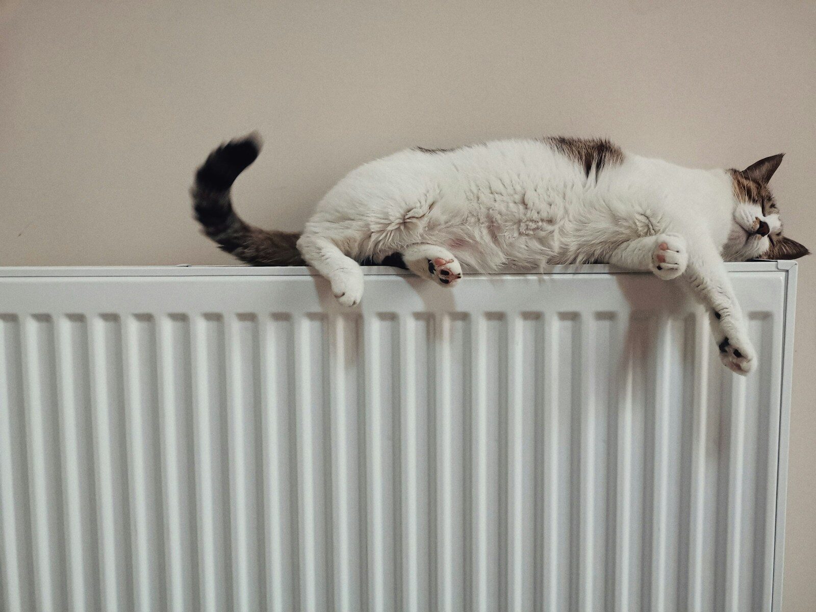 white and black cat lying on white radiator