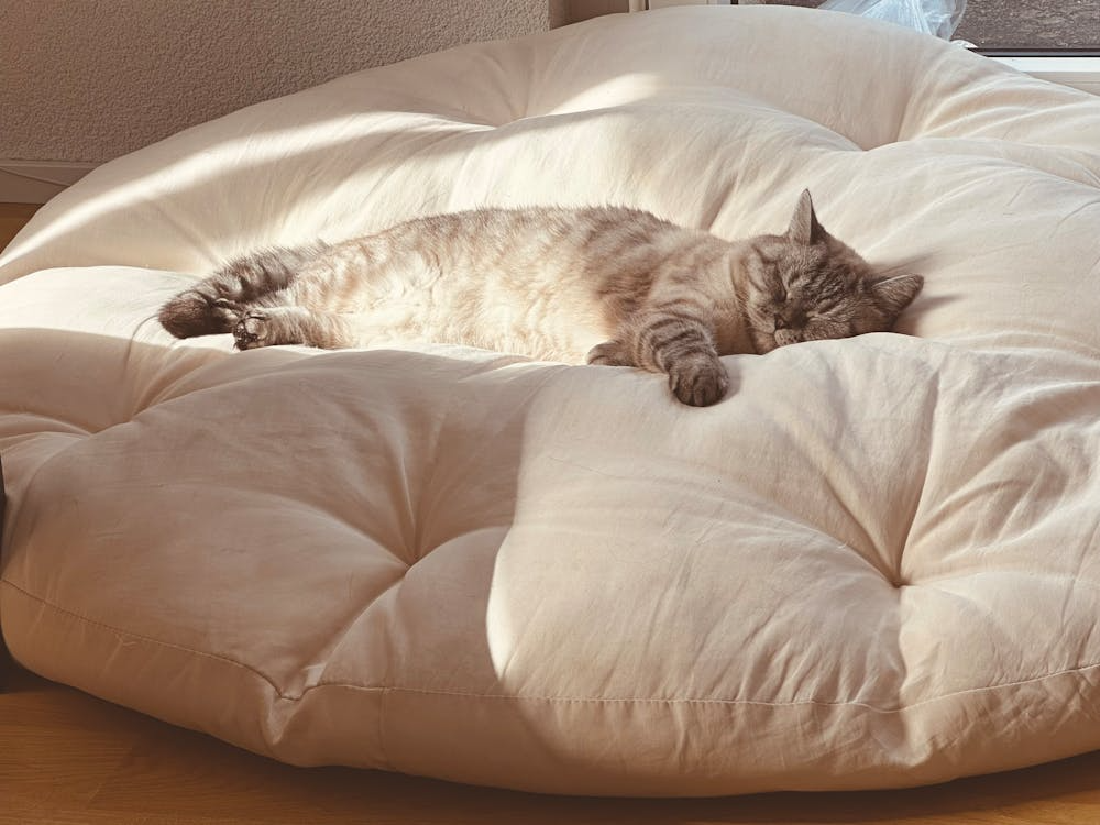 tabby cat asleep on large cream cushion