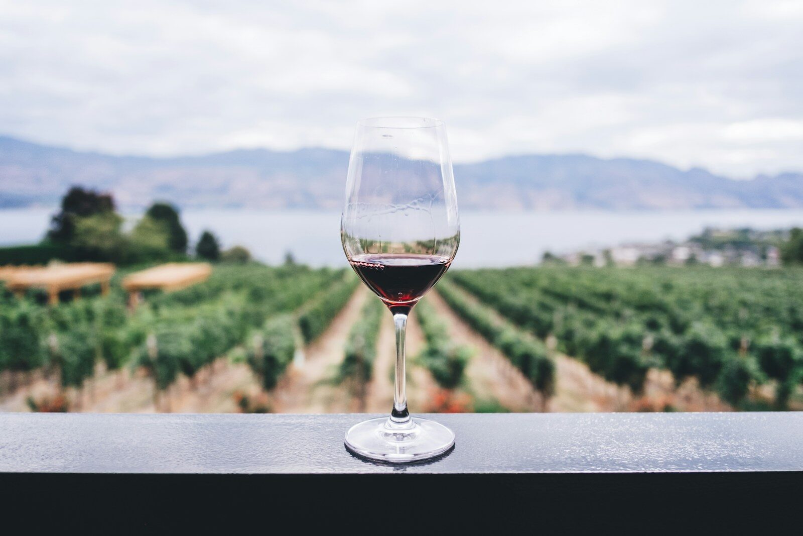clear wine glass with red wine in, overlooking vineyard during daytime