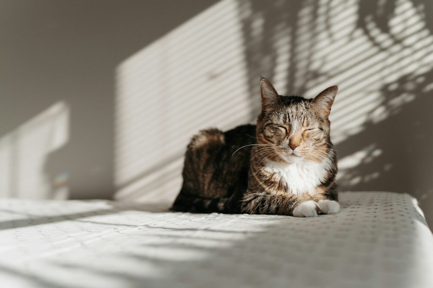 A tabby cat rests in sunlight near blinds.