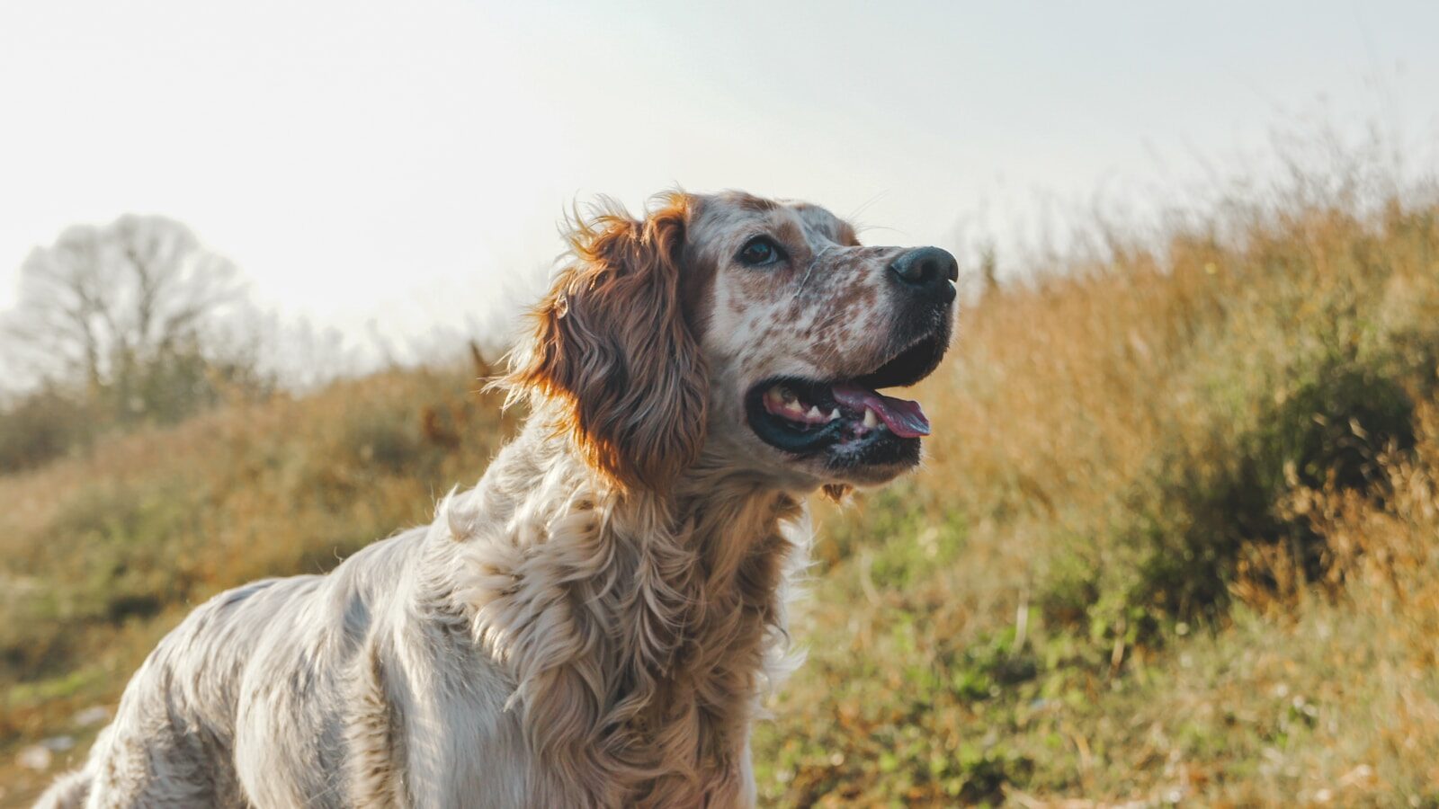 white and tan dog outdoors