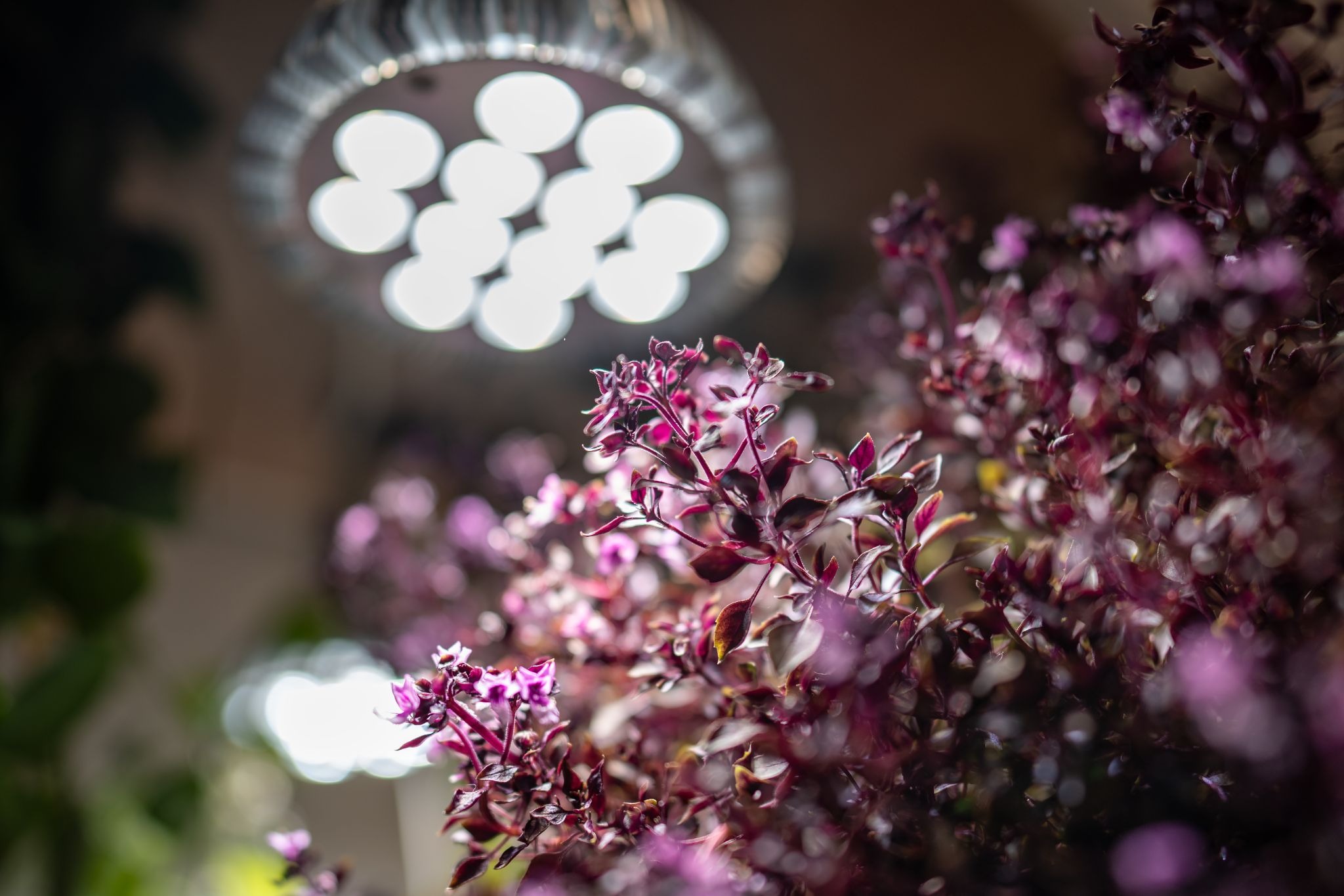 purple plant under led light