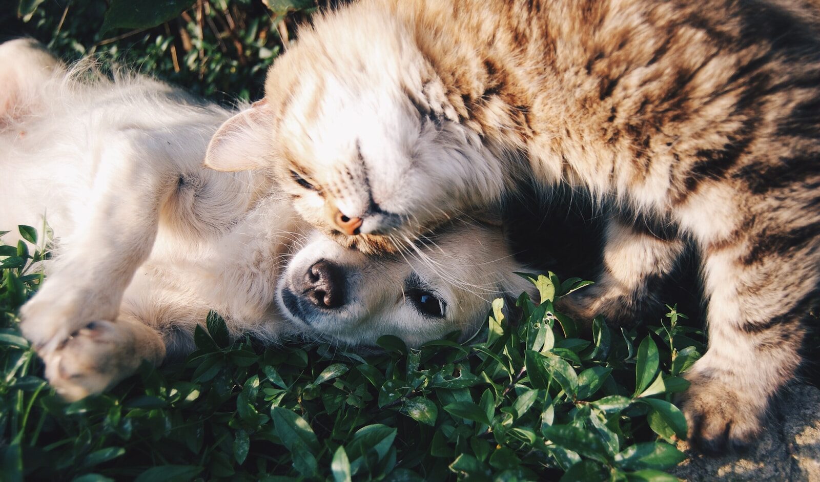 white dog and ginger cat cuddling each other on grass