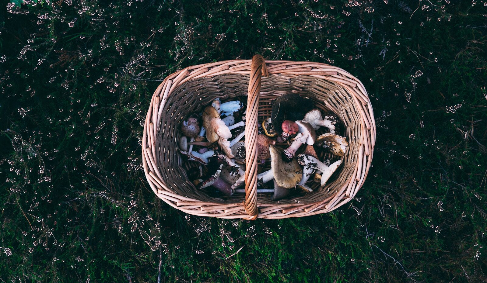 brown woven basket on grass with mushrooms in it