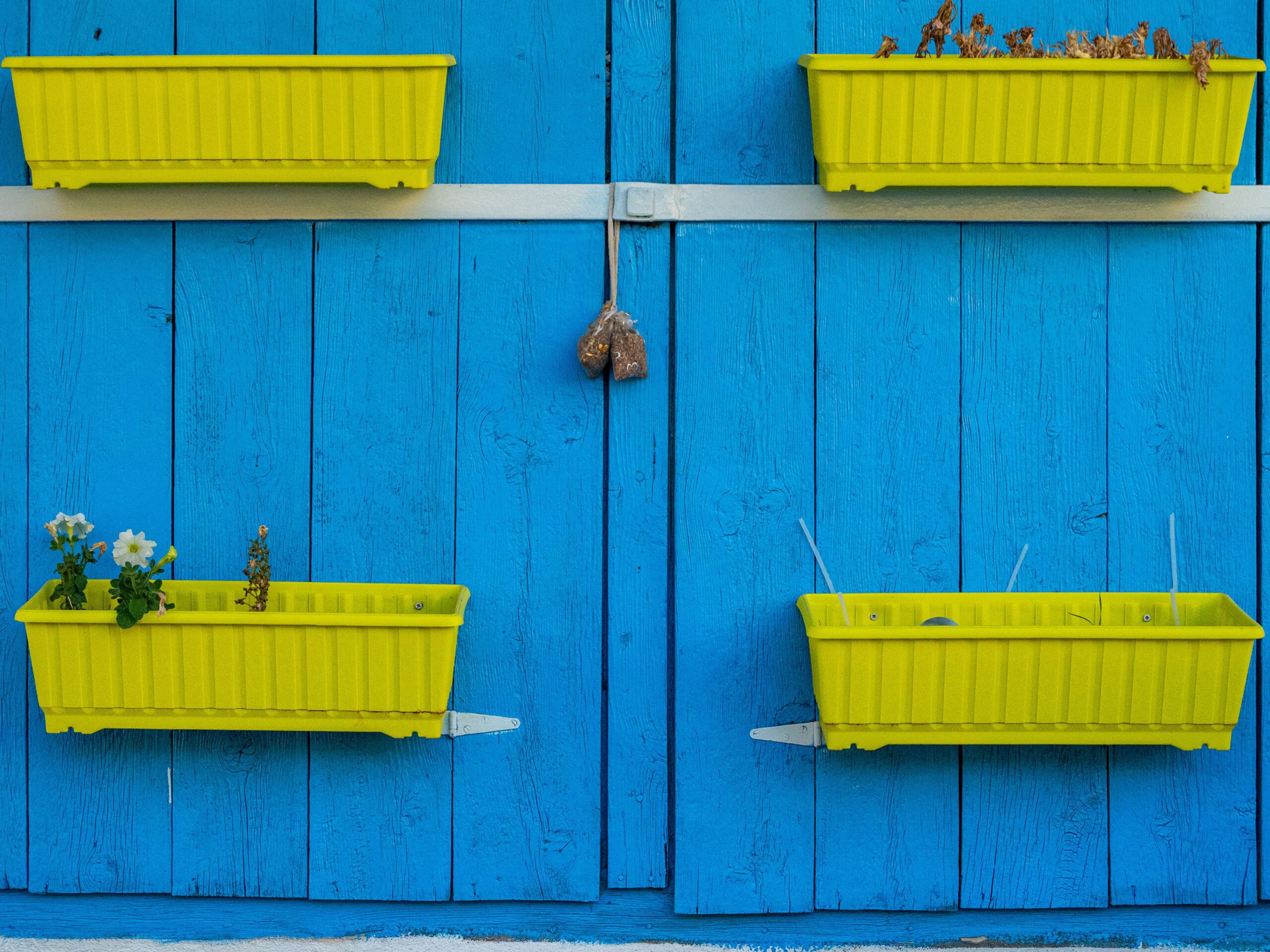 yellow planters with plants in on bright blue wooden fence