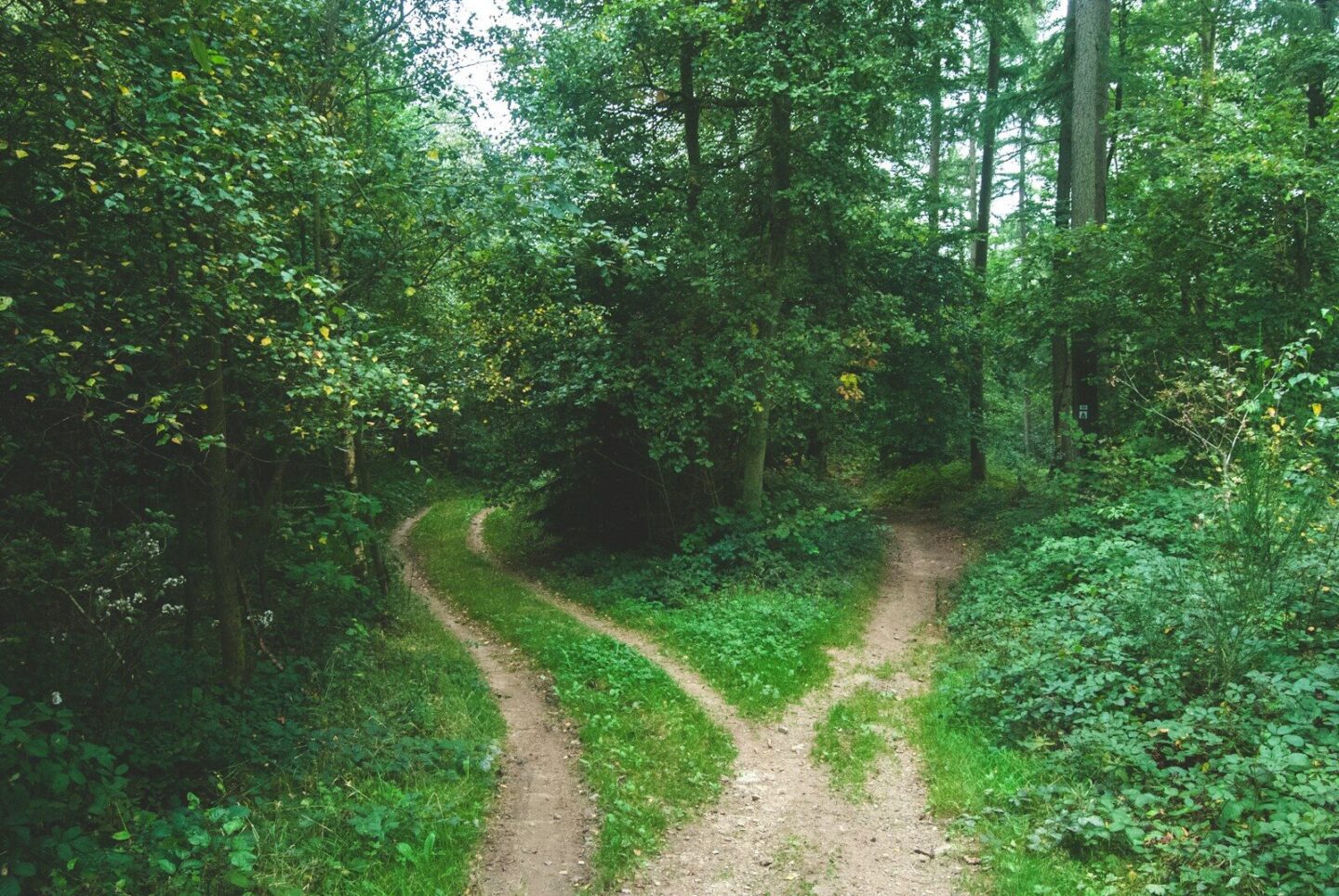 two paths going different ways between trees
