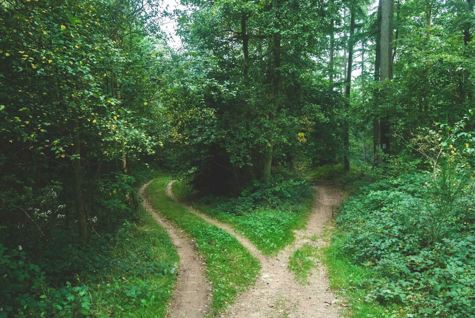two paths going different ways between trees