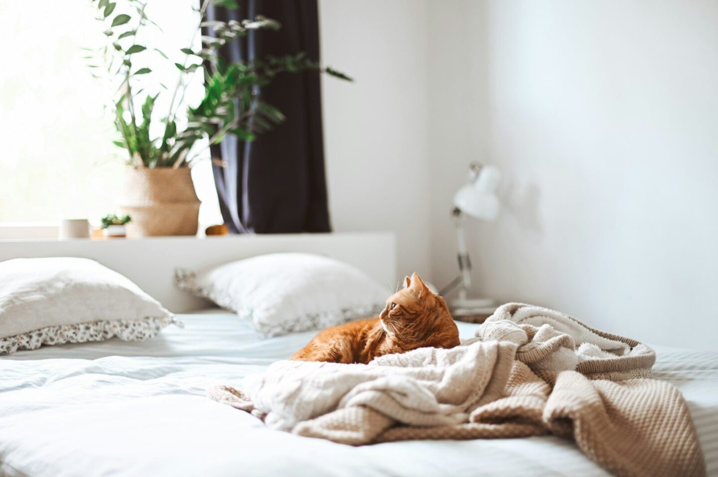ginger cat lying on bed with window behind with plant on