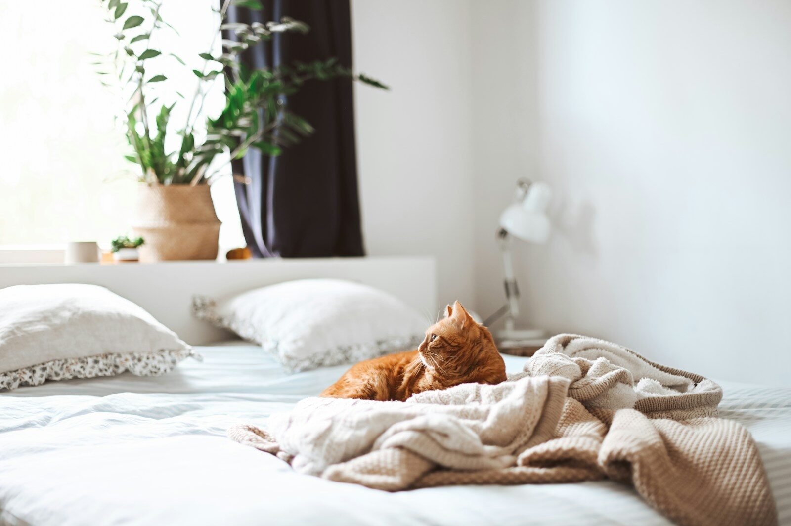 ginger cat lying on bed with window behind with plant on