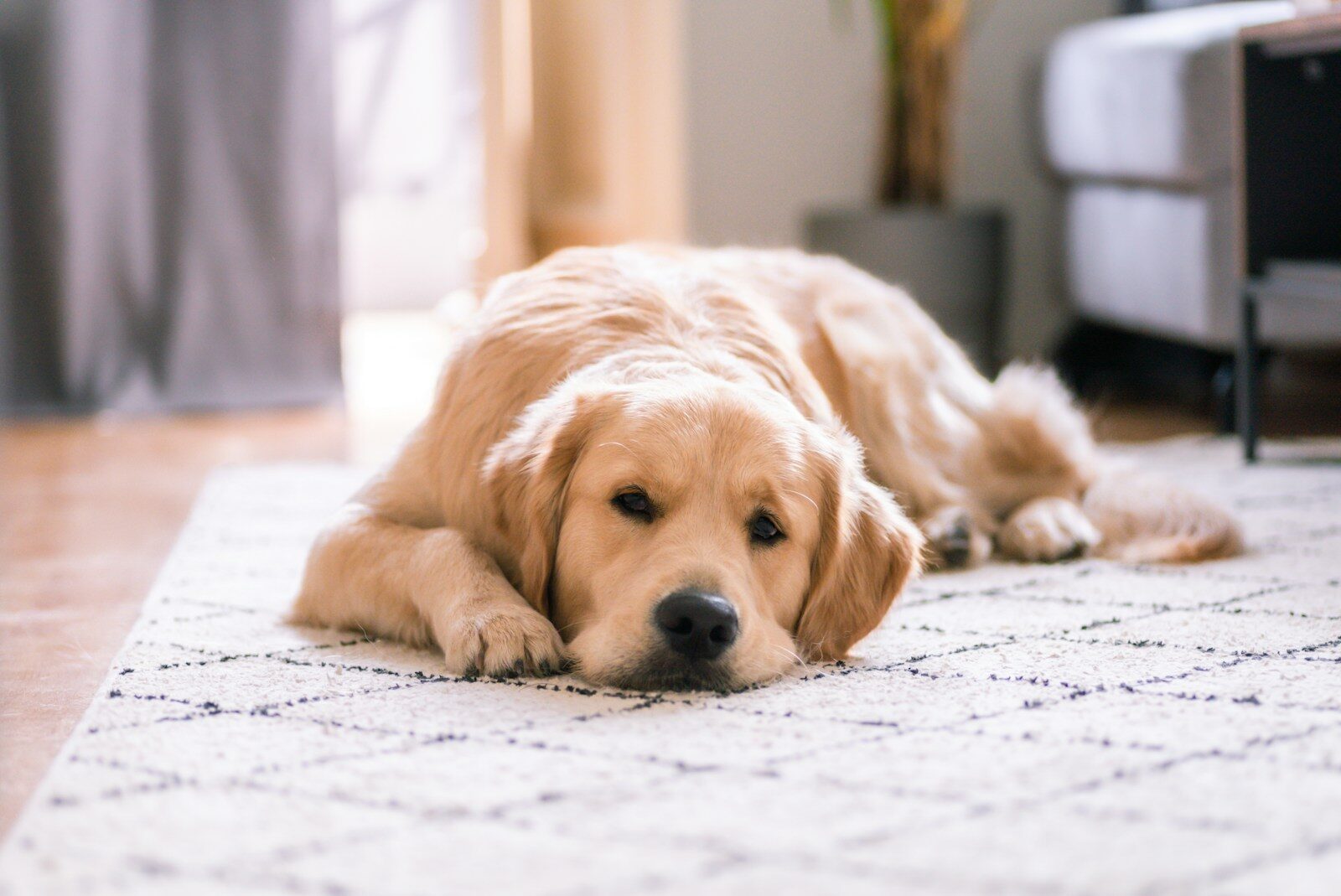 golden retriever lying on white rug in home
