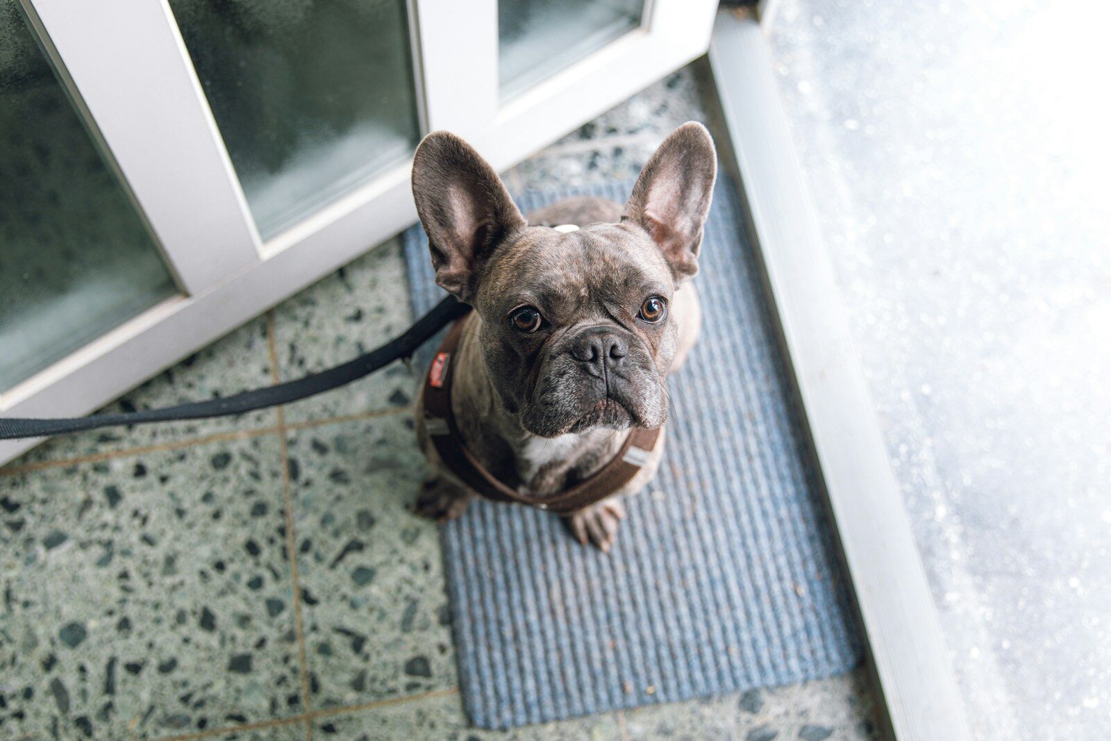 brown and black french bulldog on doormat beside open door