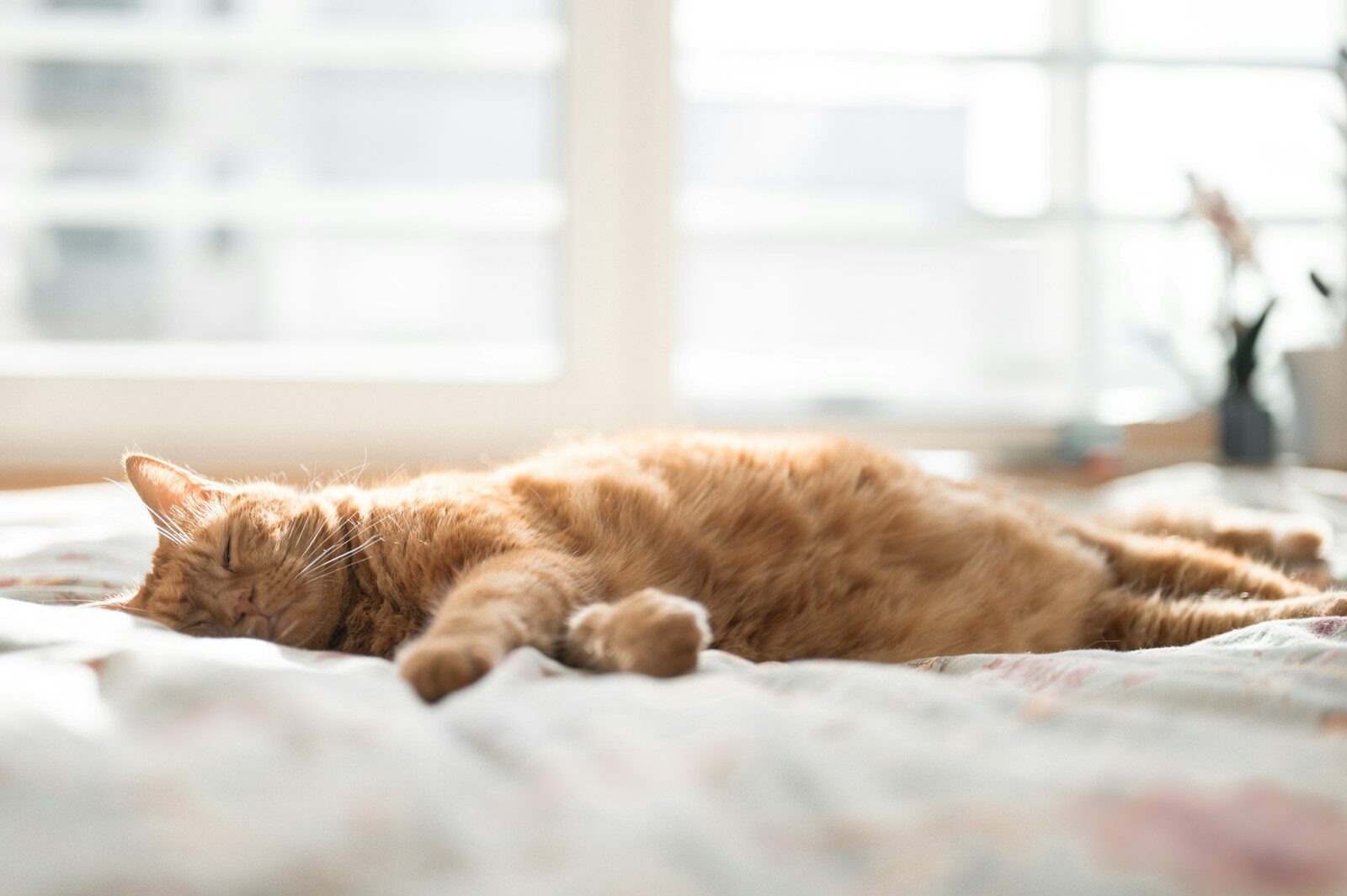 A ginger cat sleeps peacefully on a bed