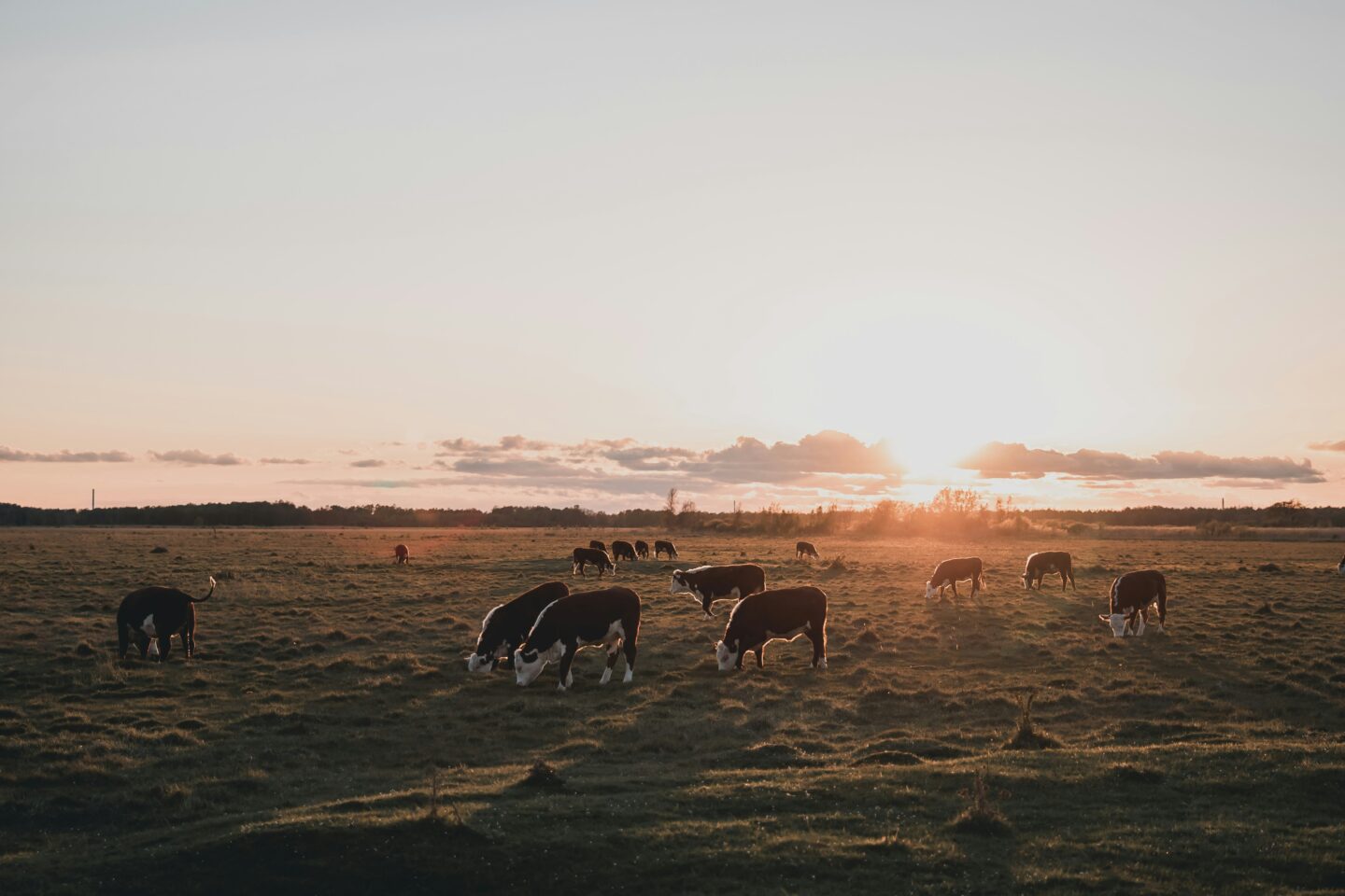 cows grazing on grass as the sun sets