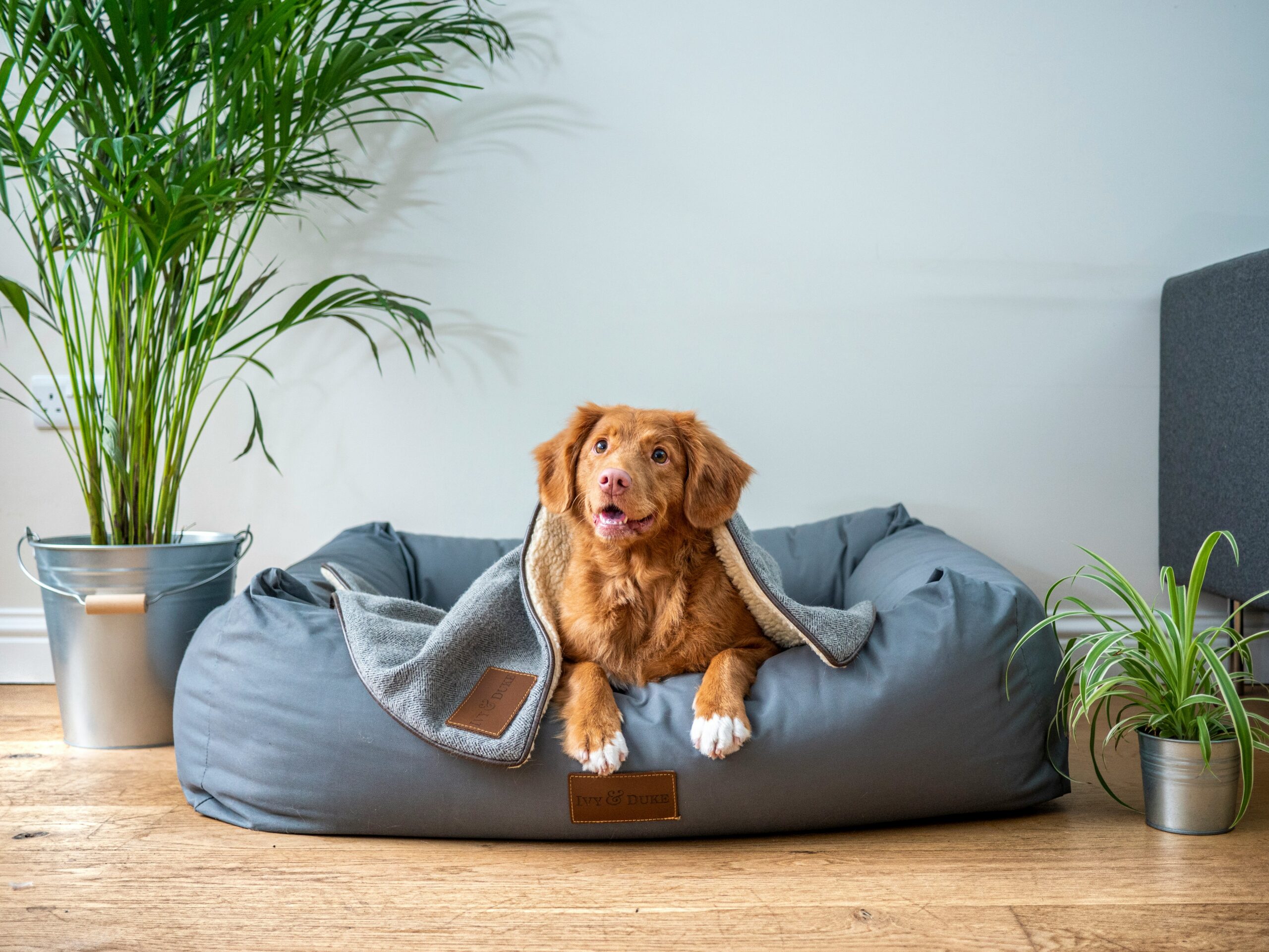 brown and white dog in dog bed on floor of home, next to plants in pots